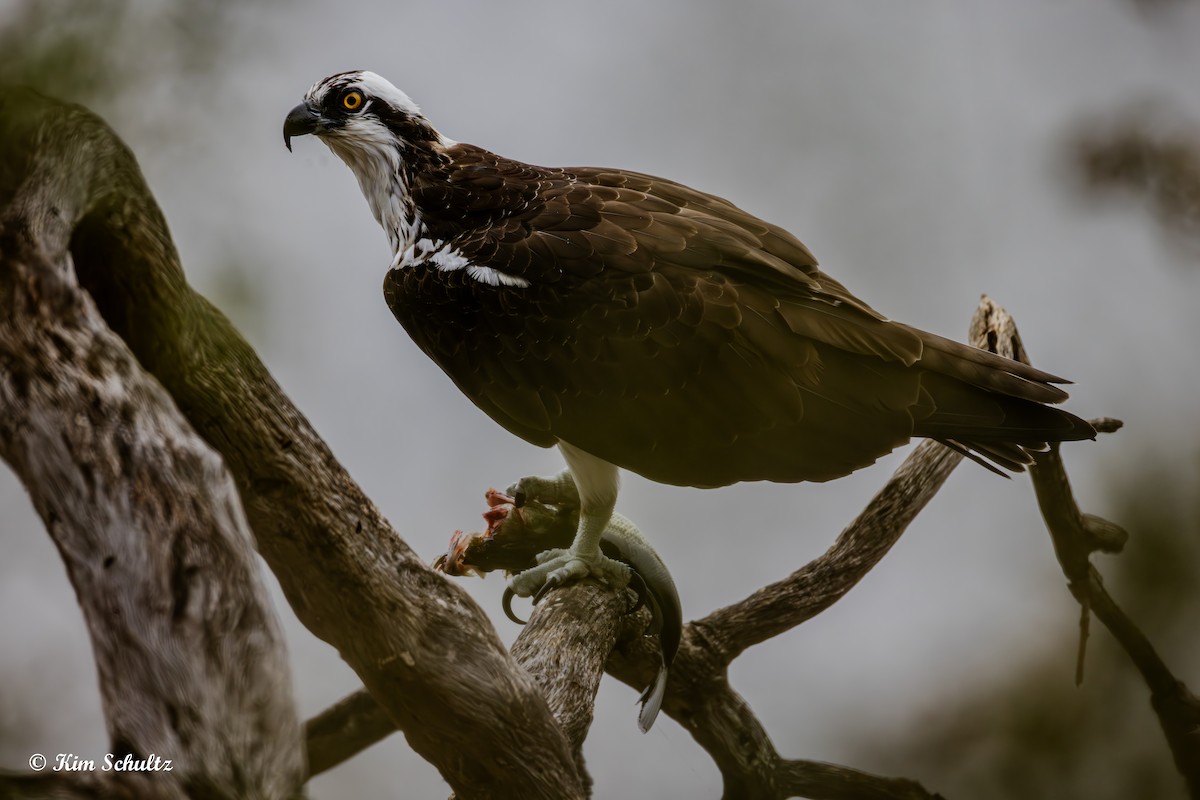 魚鷹 - ML644631333