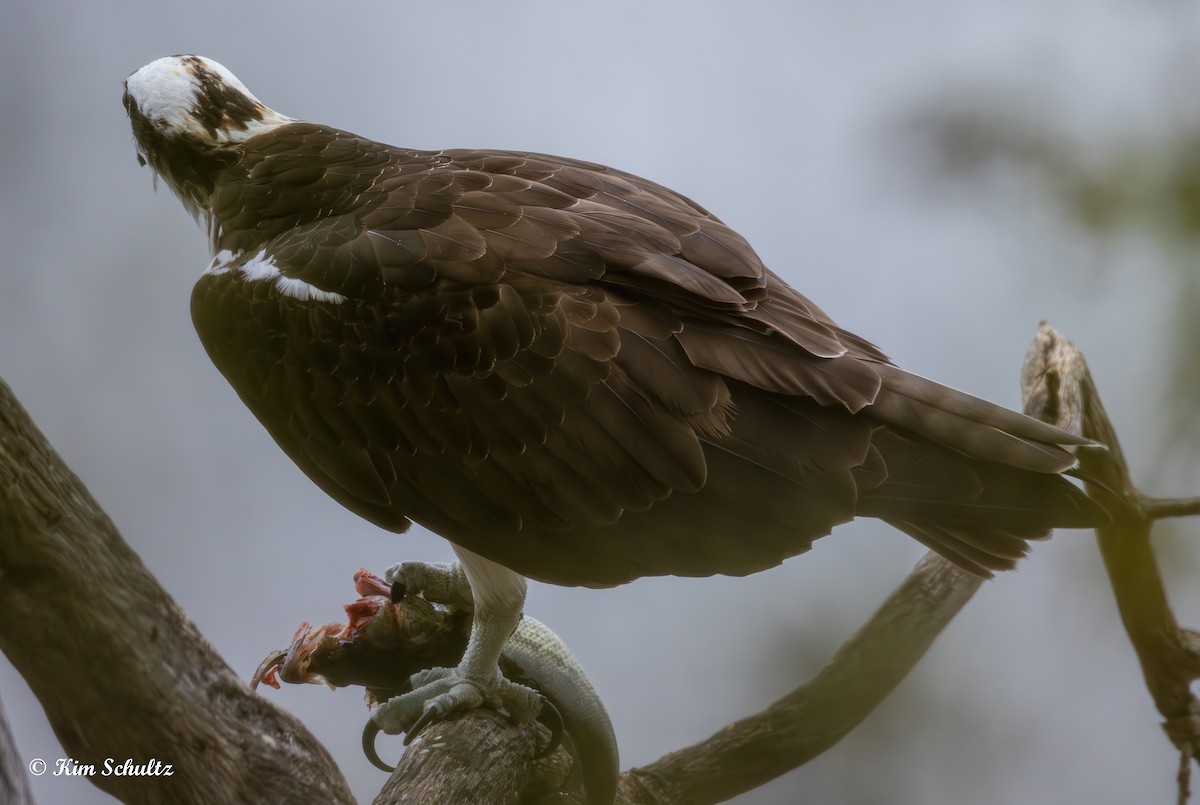 魚鷹 - ML644631334