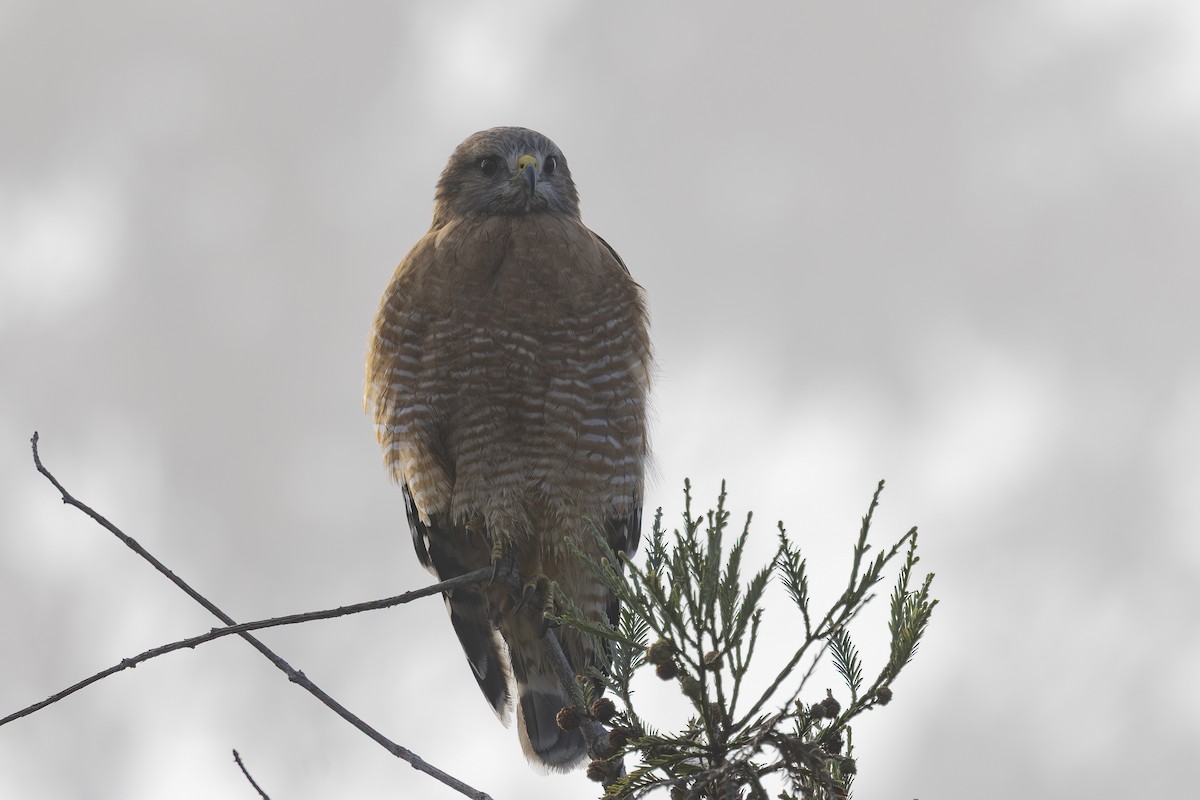 Red-shouldered Hawk - ML644631335
