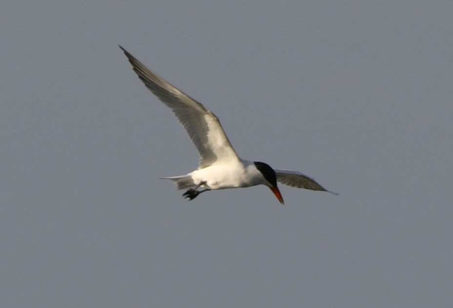 裏海燕鷗 - ML644631338