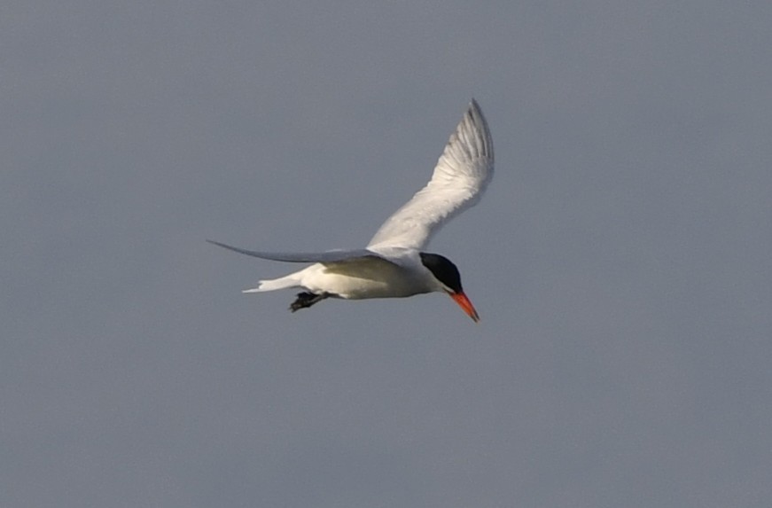 裏海燕鷗 - ML644631340