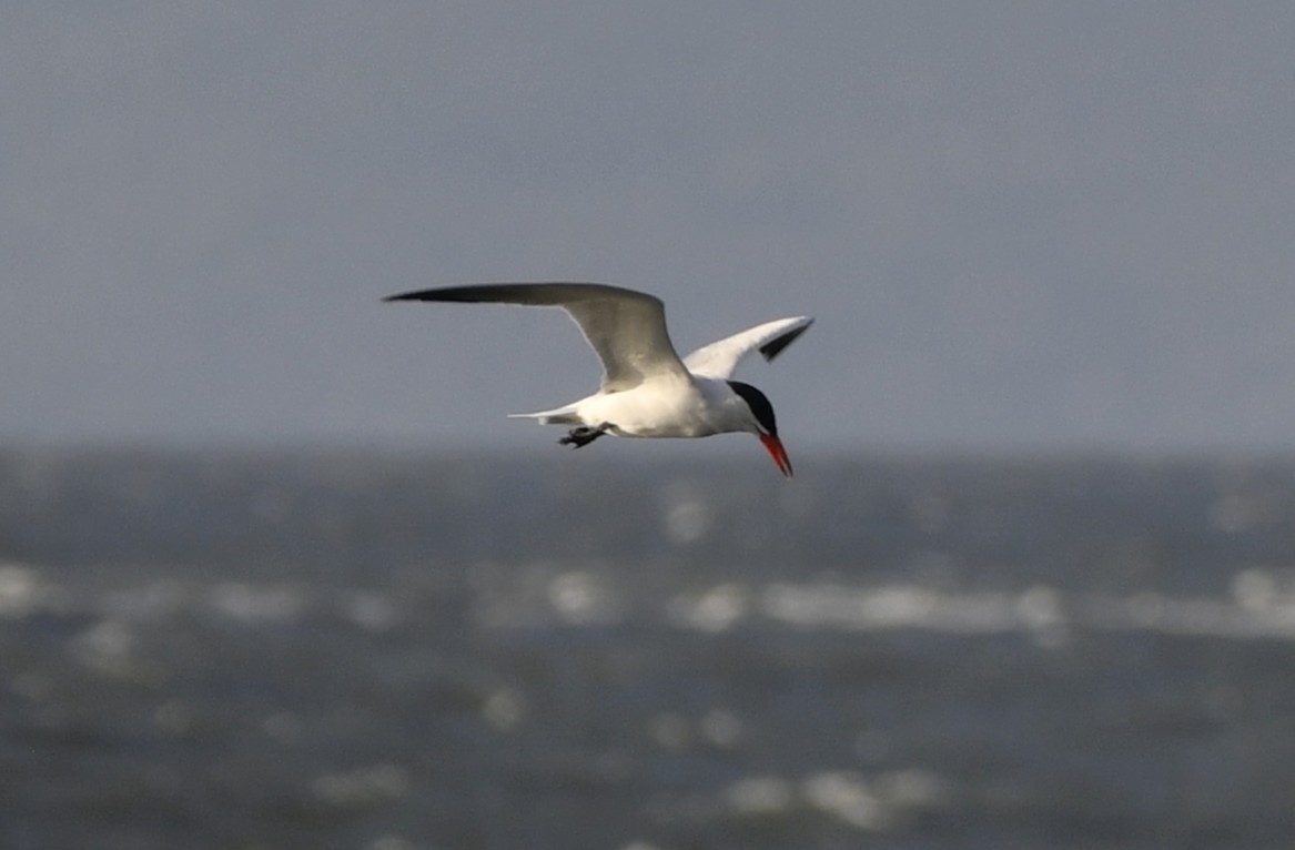 裏海燕鷗 - ML644631341