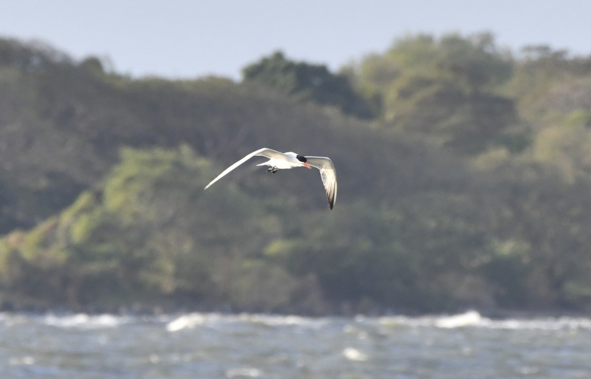 裏海燕鷗 - ML644631342