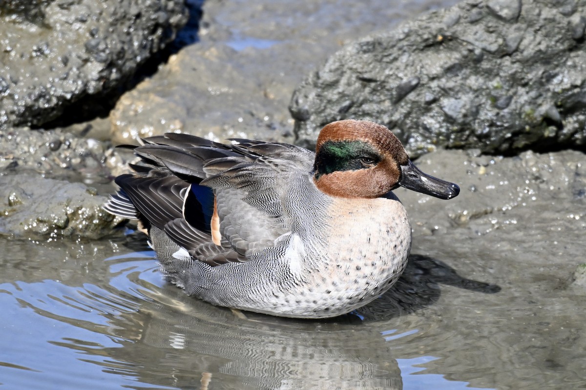 小水鴨 - ML644631343