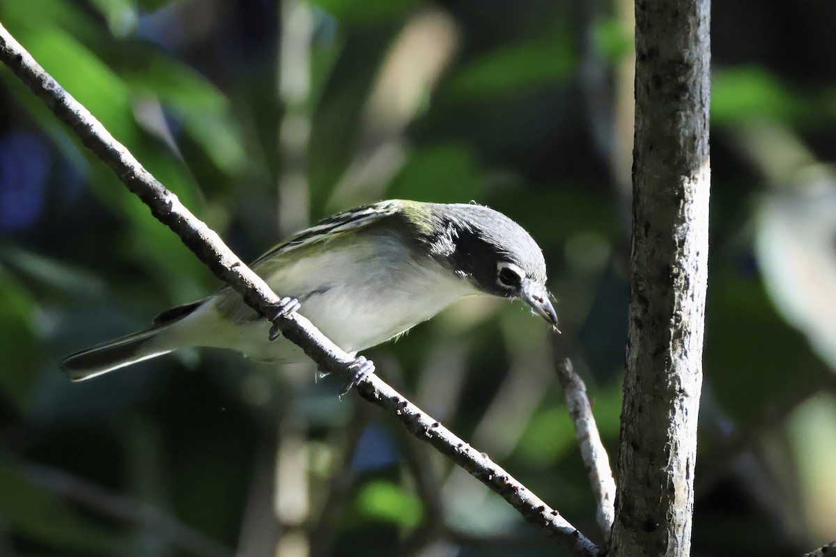 Blue-headed Vireo - ML644631355