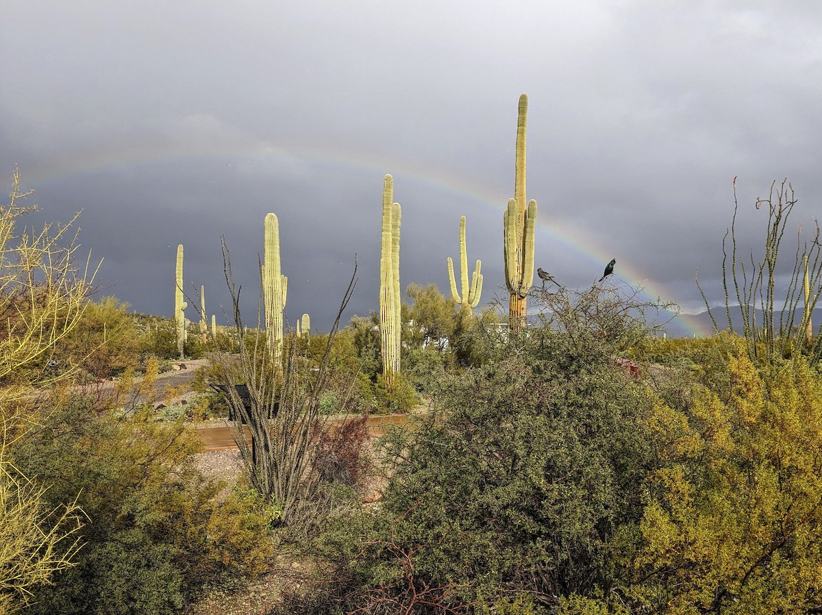 Phainopepla - ML644631360