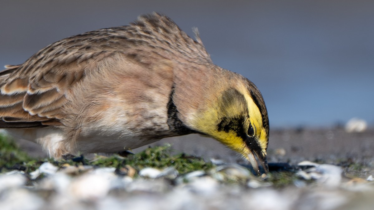 Horned Lark - ML644631369