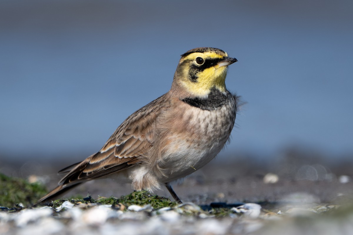 Horned Lark - ML644631370
