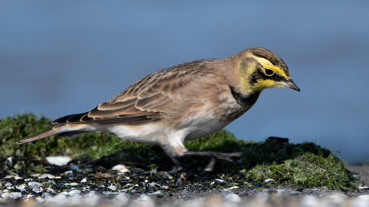 Horned Lark - ML644631371