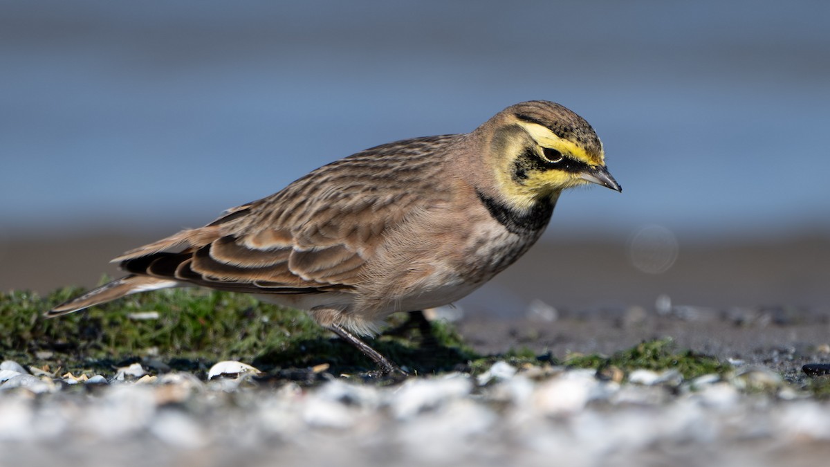 Horned Lark - ML644631372