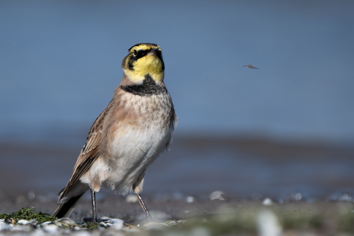 Horned Lark - ML644631373