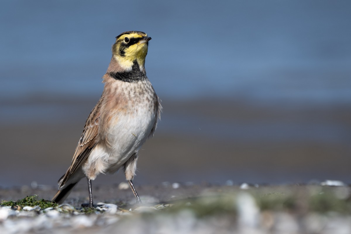 Horned Lark - ML644631374