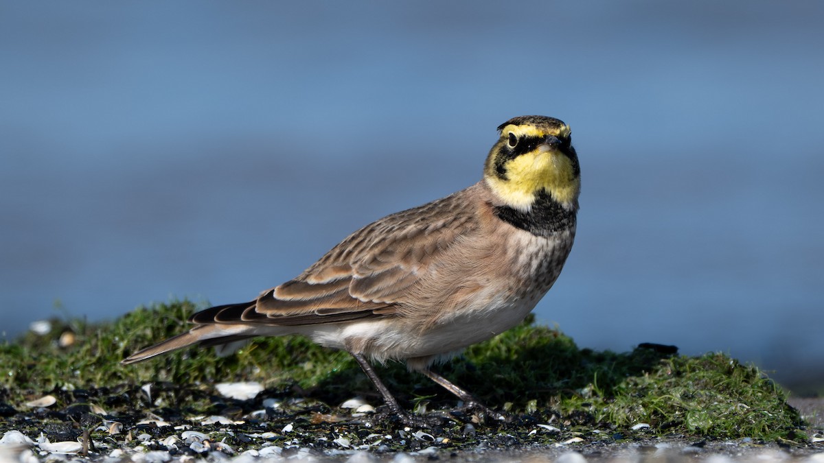 Horned Lark - ML644631375