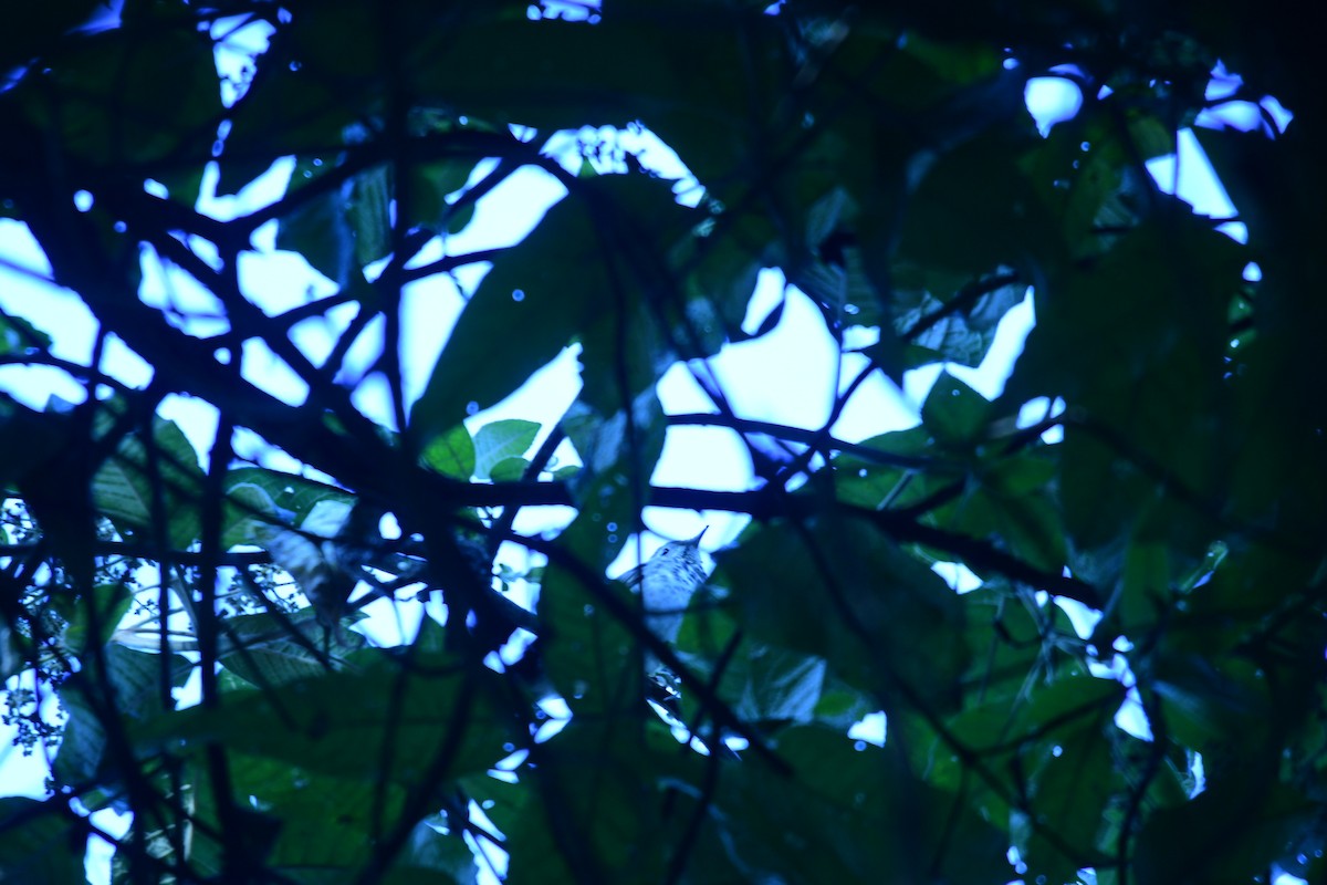 קיכלי חלוד-זנב - ML644631377