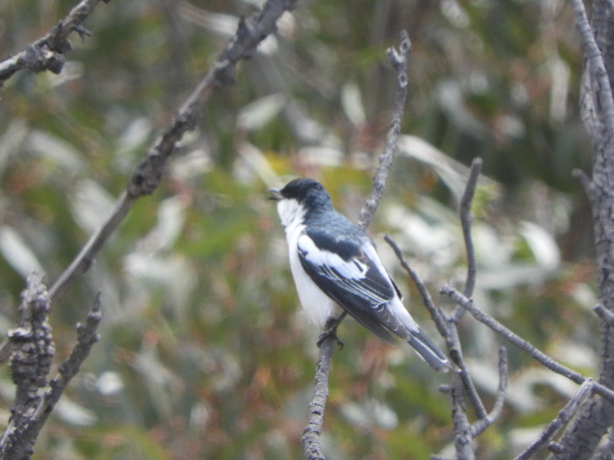 White-winged Triller - ML644631378