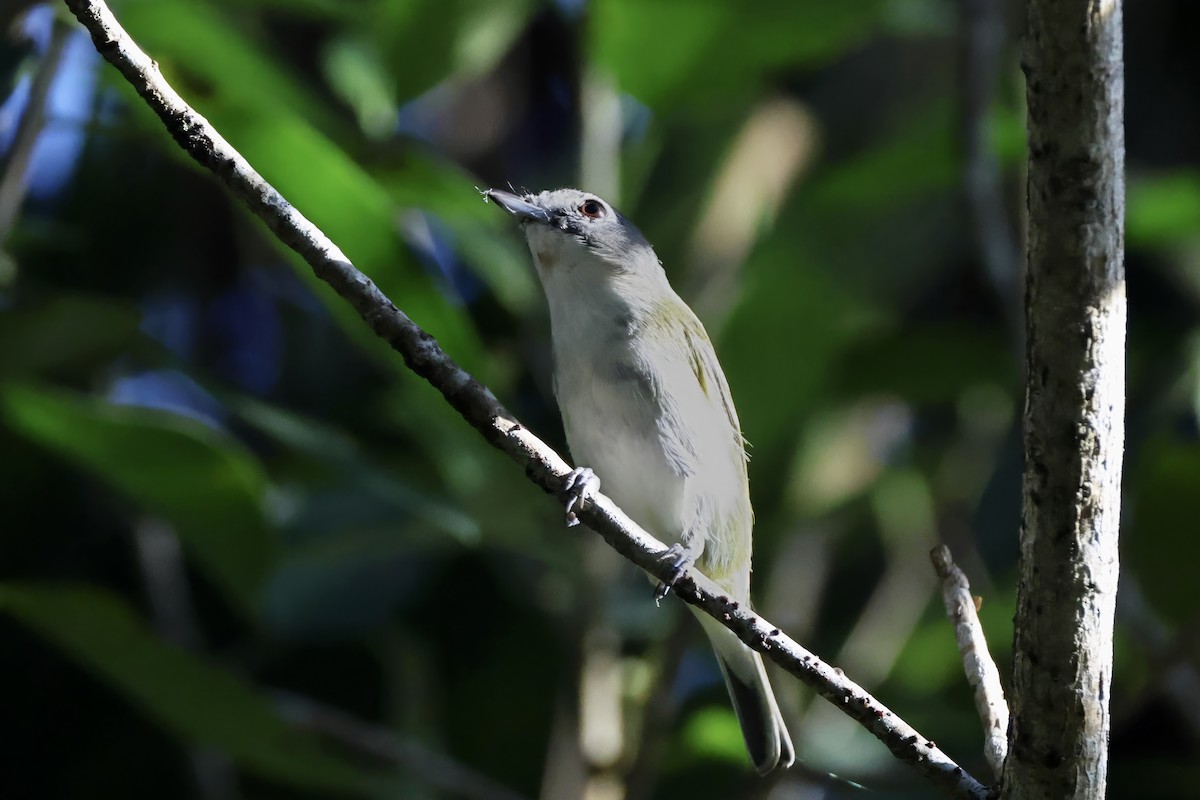 Blue-headed Vireo - ML644631383