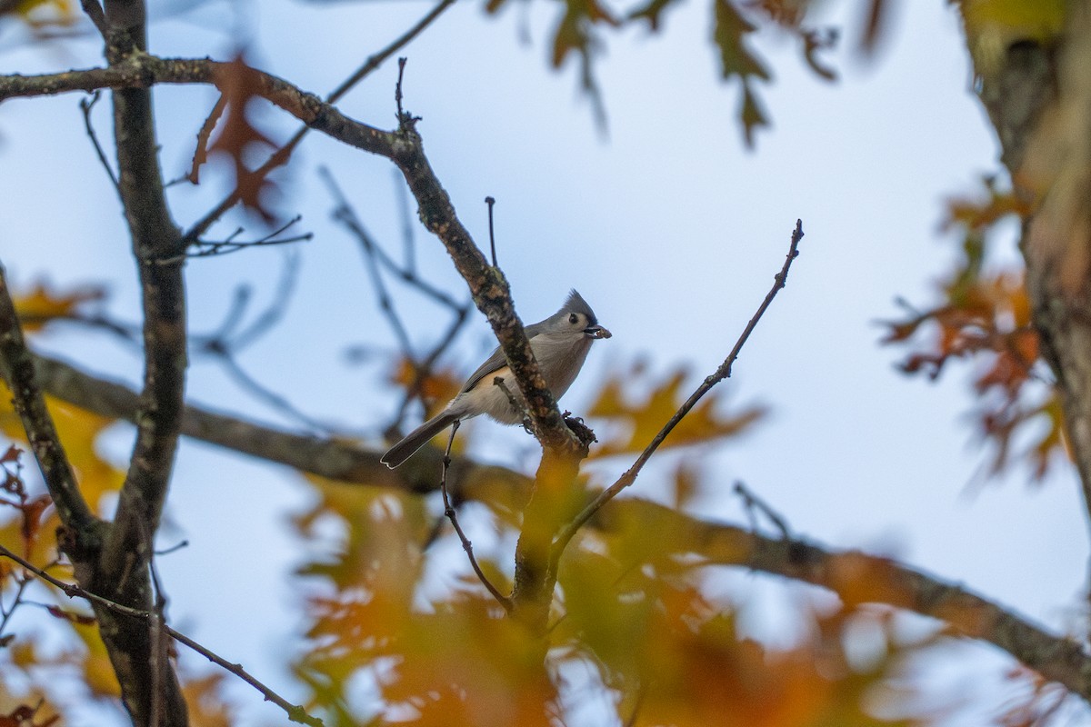 Tufted Titmouse - ML644631384