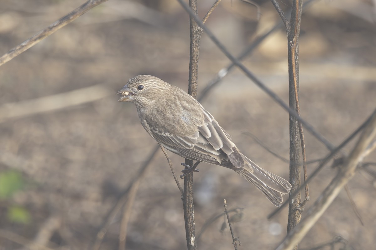 Roselin familier - ML644631386