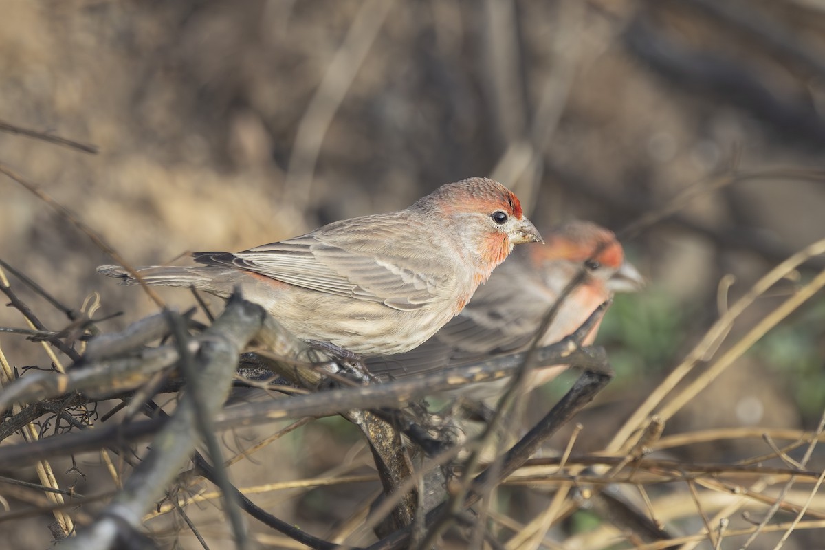 Roselin familier - ML644631387