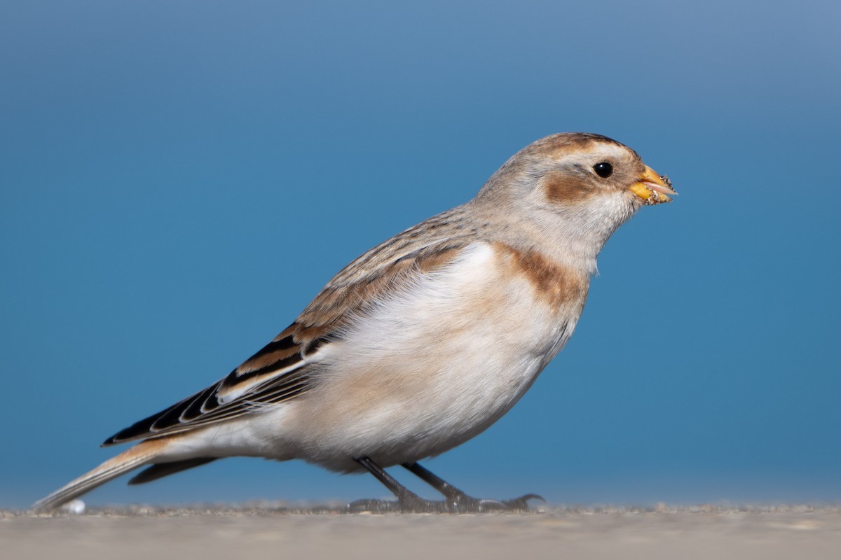 Snow Bunting - ML644631389