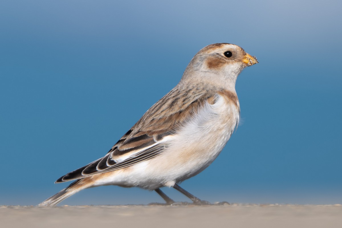 Snow Bunting - ML644631391