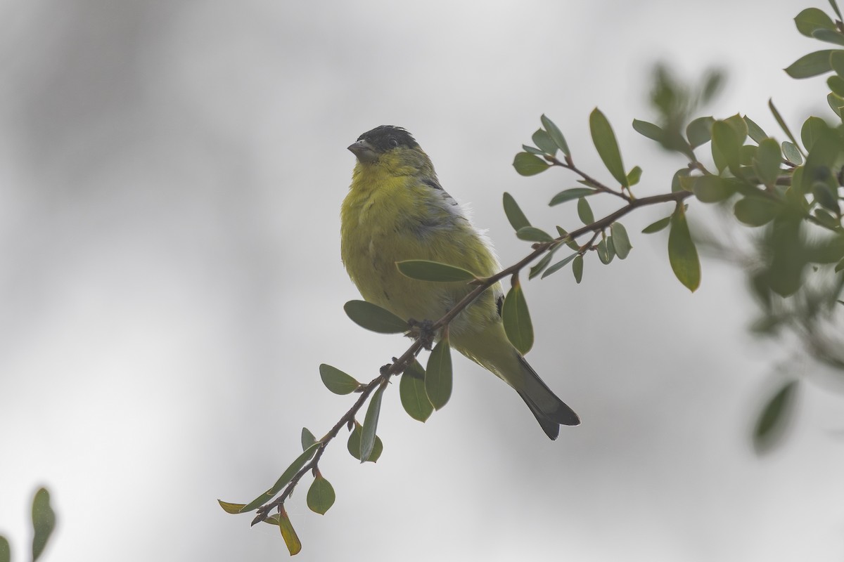 Lesser Goldfinch - ML644631392