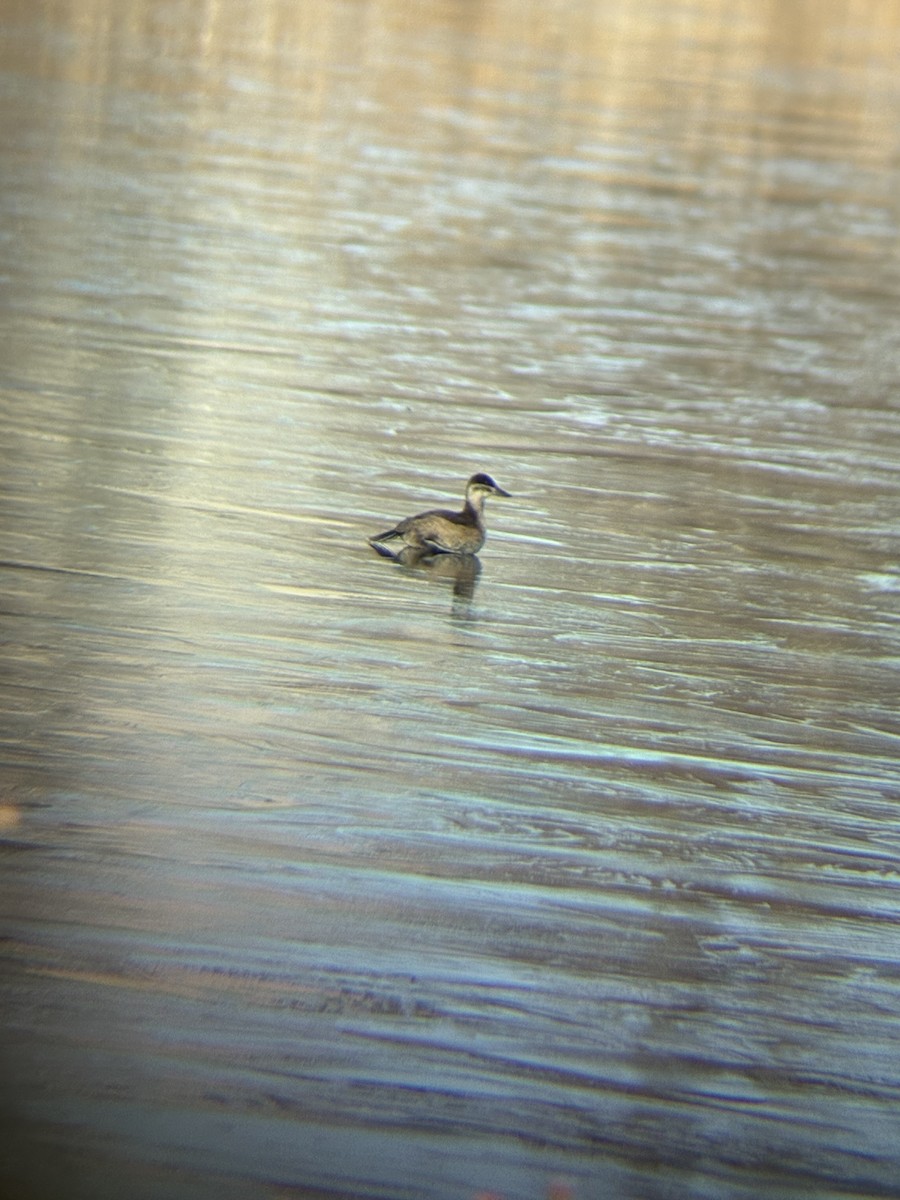 Ruddy Duck - ML644631396
