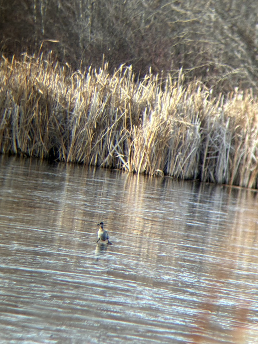 Ruddy Duck - ML644631397