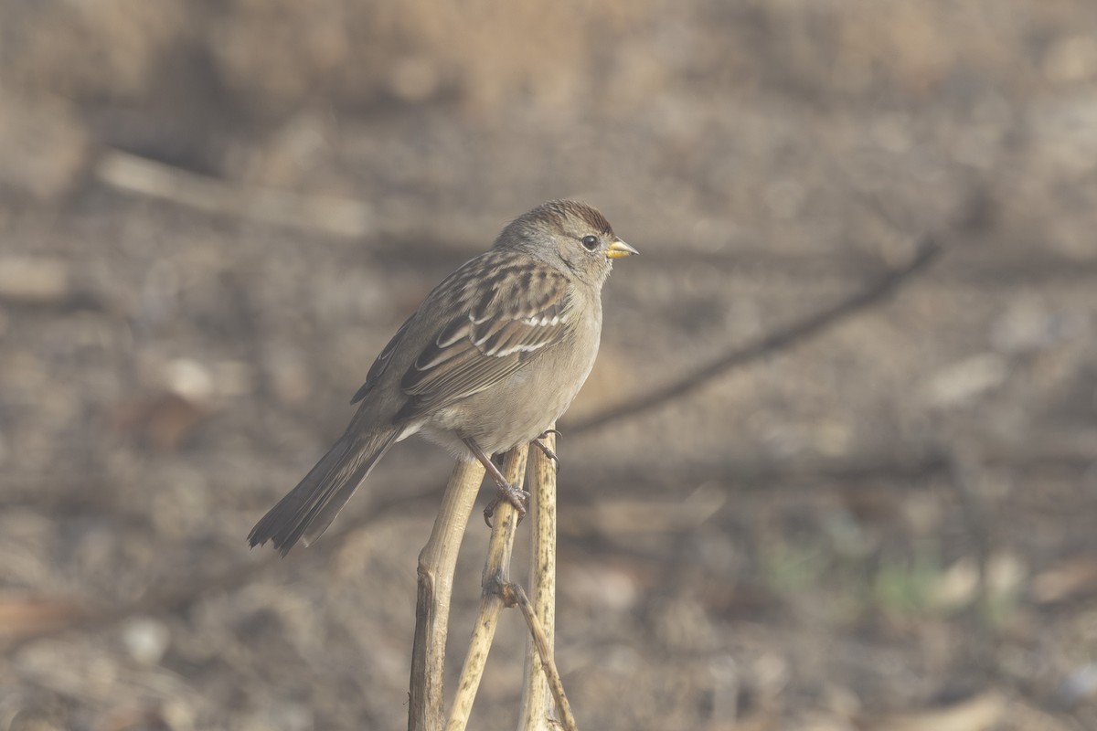 White-crowned Sparrow - ML644631398