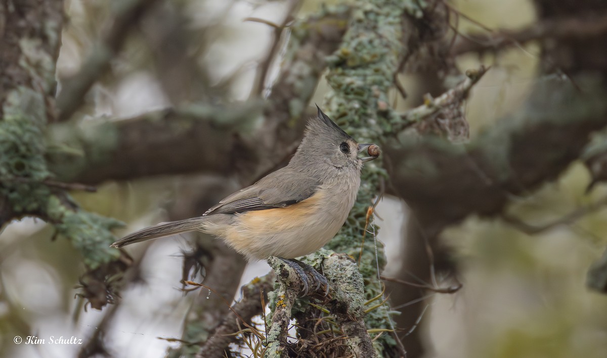 Black-crested Titmouse - ML644631400