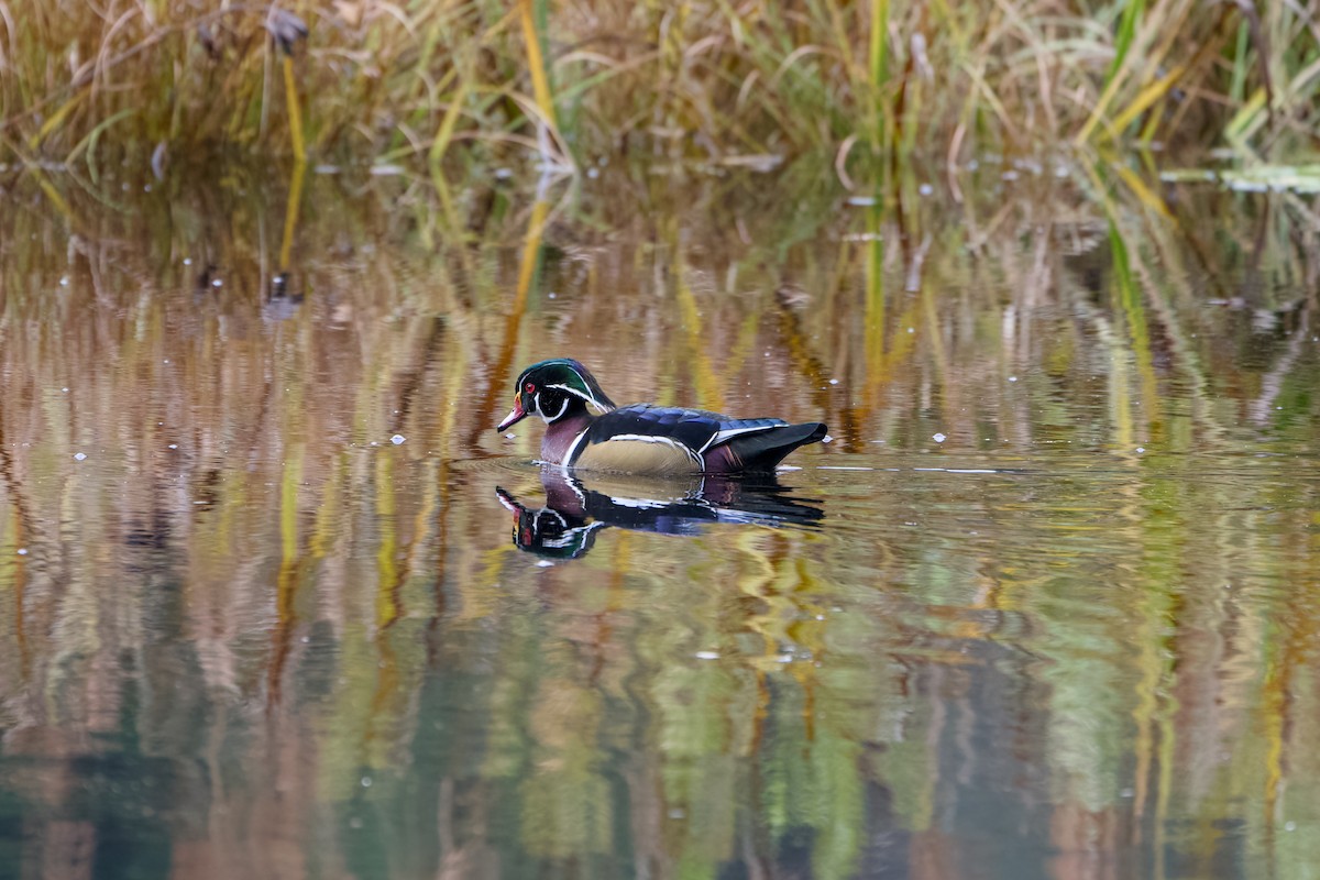 Wood Duck - ML644631402