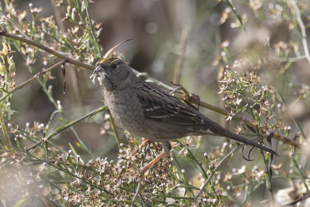 Golden-crowned Sparrow - ML644631403