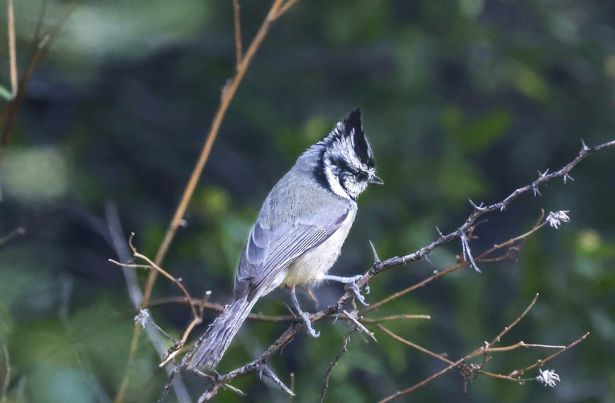 Bridled Titmouse - ML644631404
