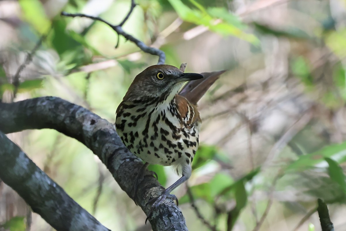 Brown Thrasher - ML644631405