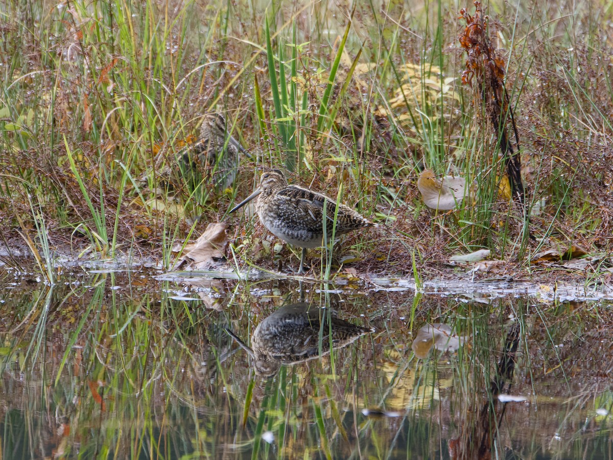 Wilson's Snipe - ML644631406