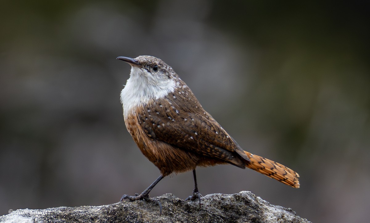 Canyon Wren - ML644631407
