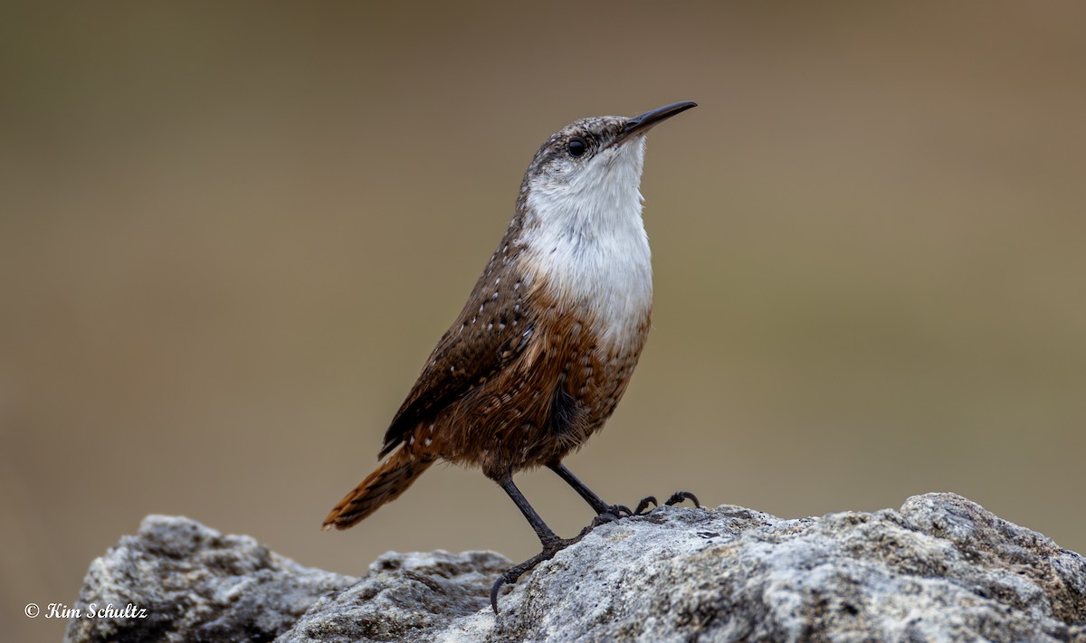 Canyon Wren - ML644631409