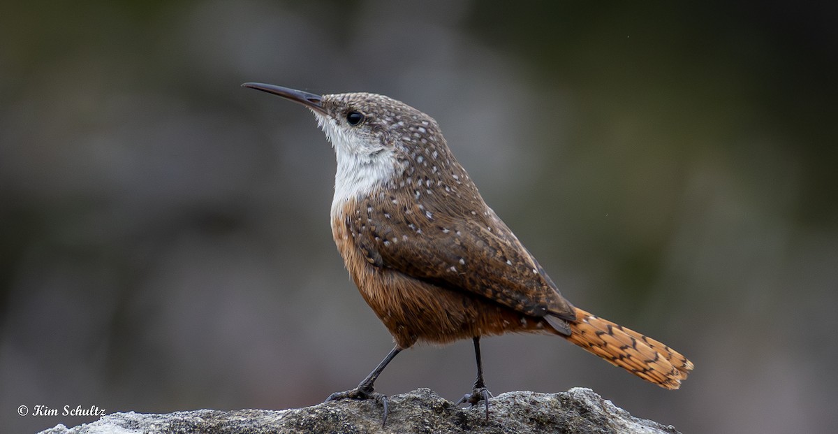 Canyon Wren - ML644631410