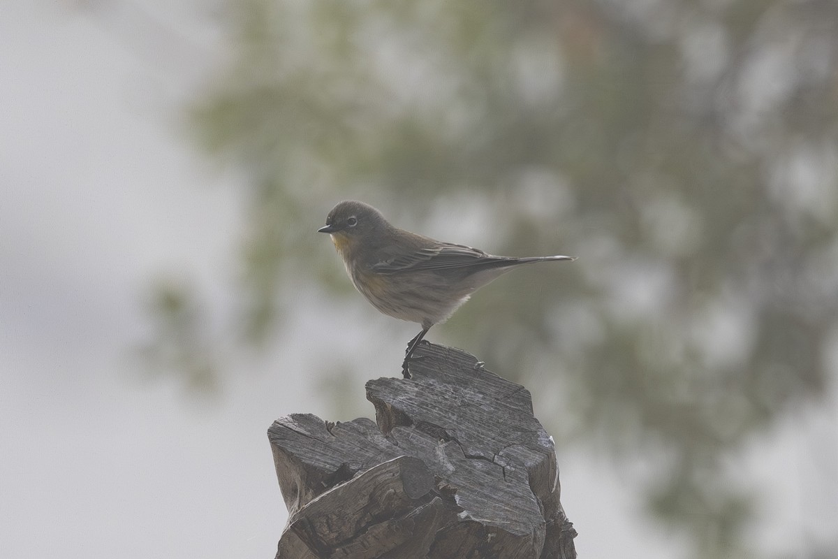 Yellow-rumped Warbler - ML644631412