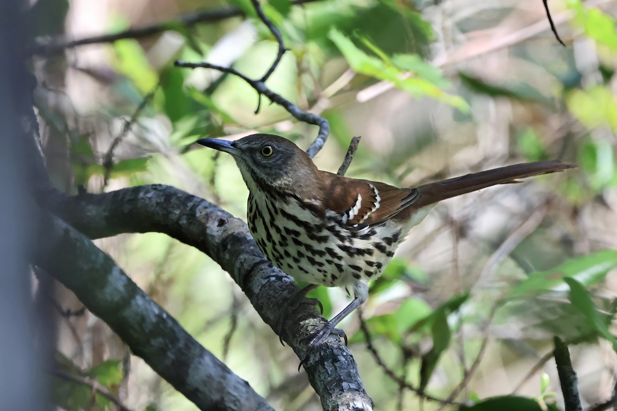 Brown Thrasher - ML644631416