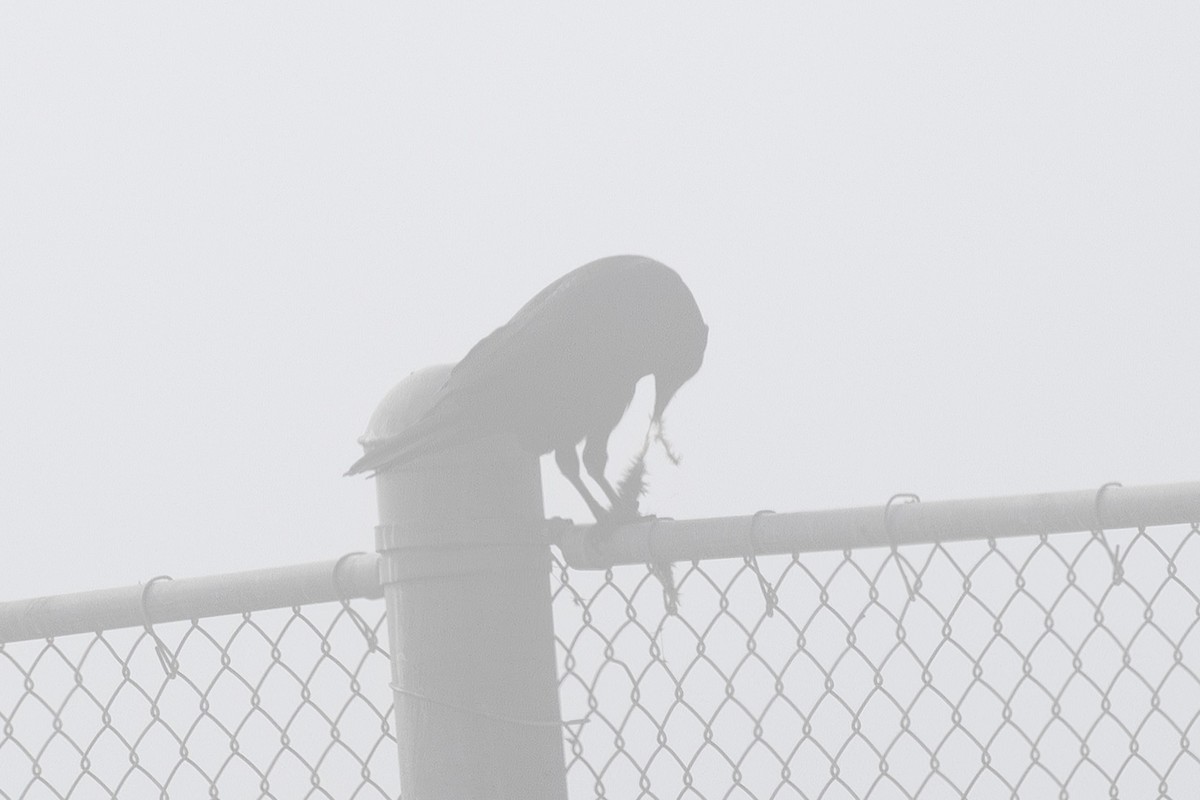 Common Raven - ML644631417