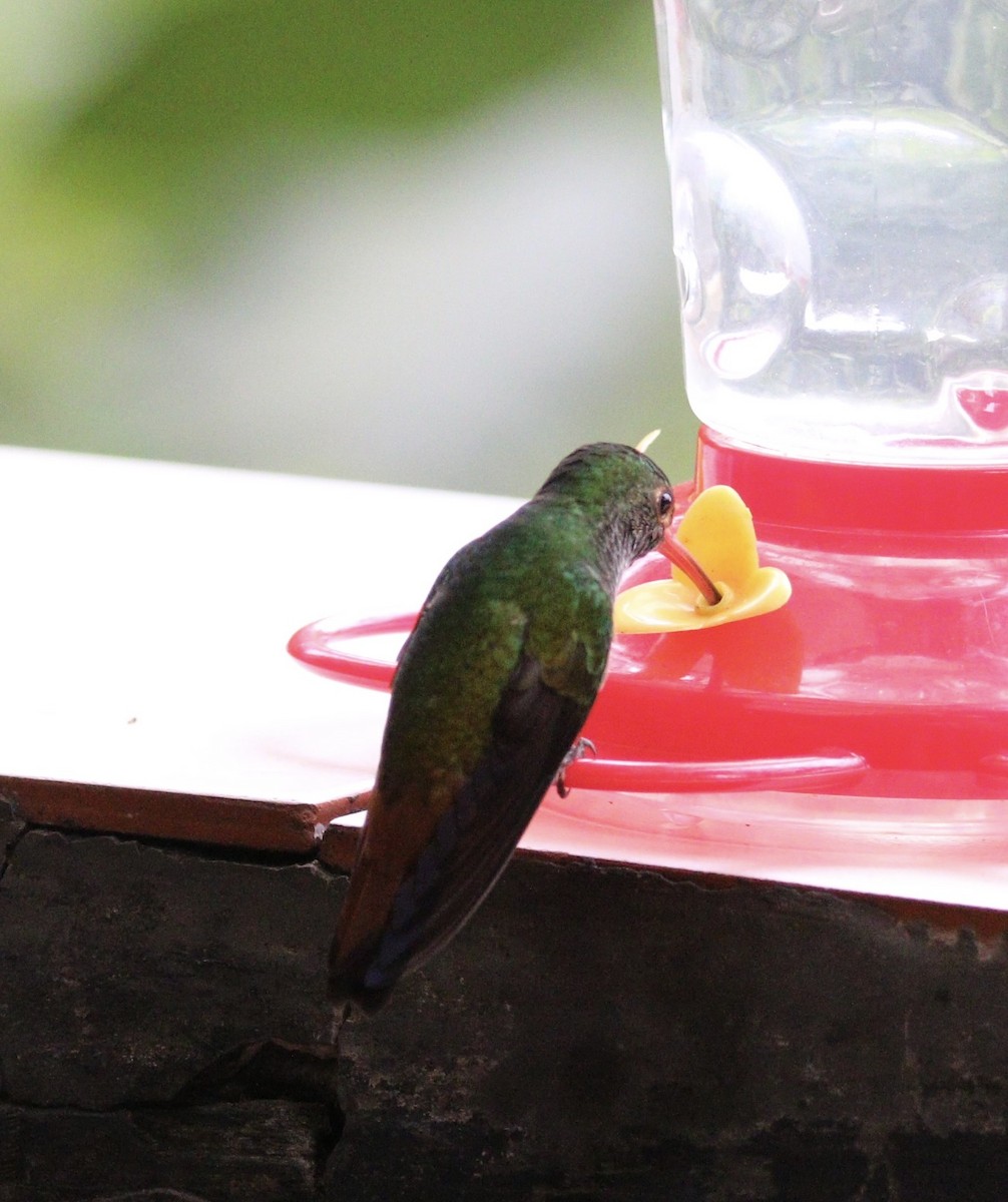 Rufous-tailed Hummingbird - ML644631418