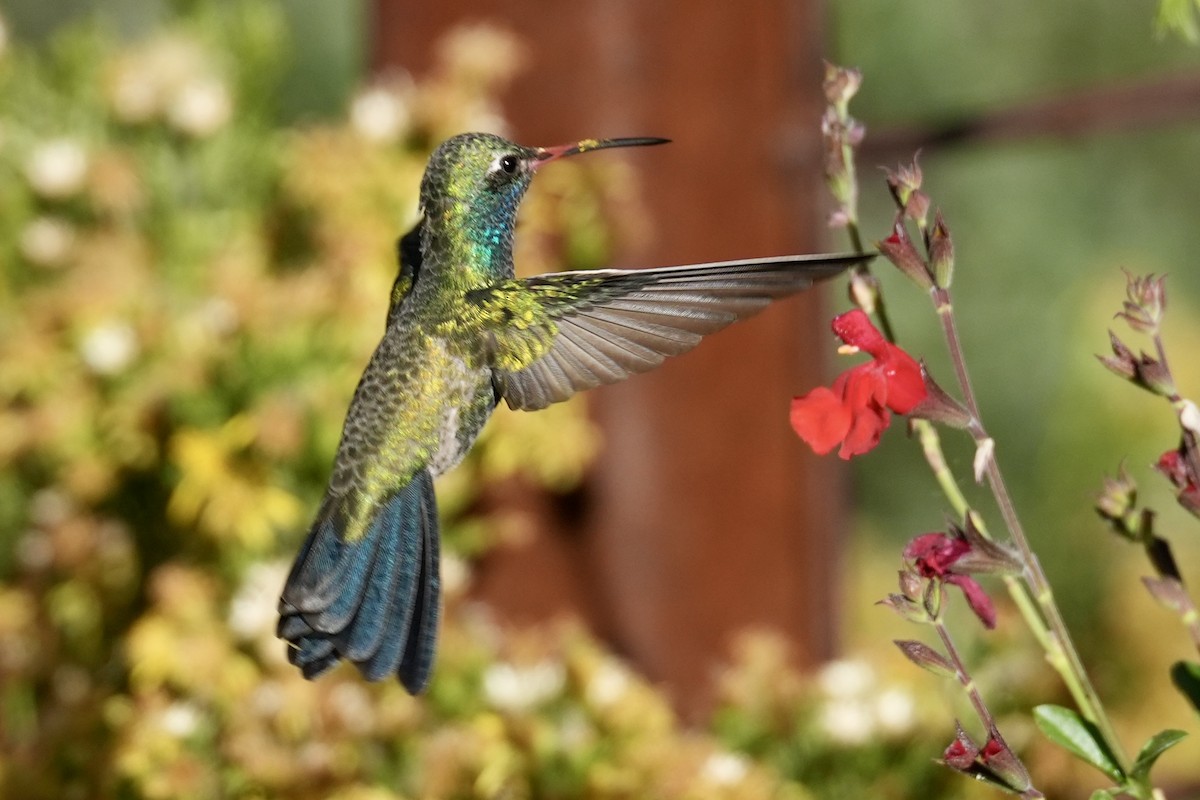 Broad-billed Hummingbird - ML644631419