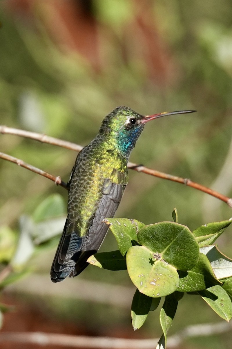 Broad-billed Hummingbird - ML644631420