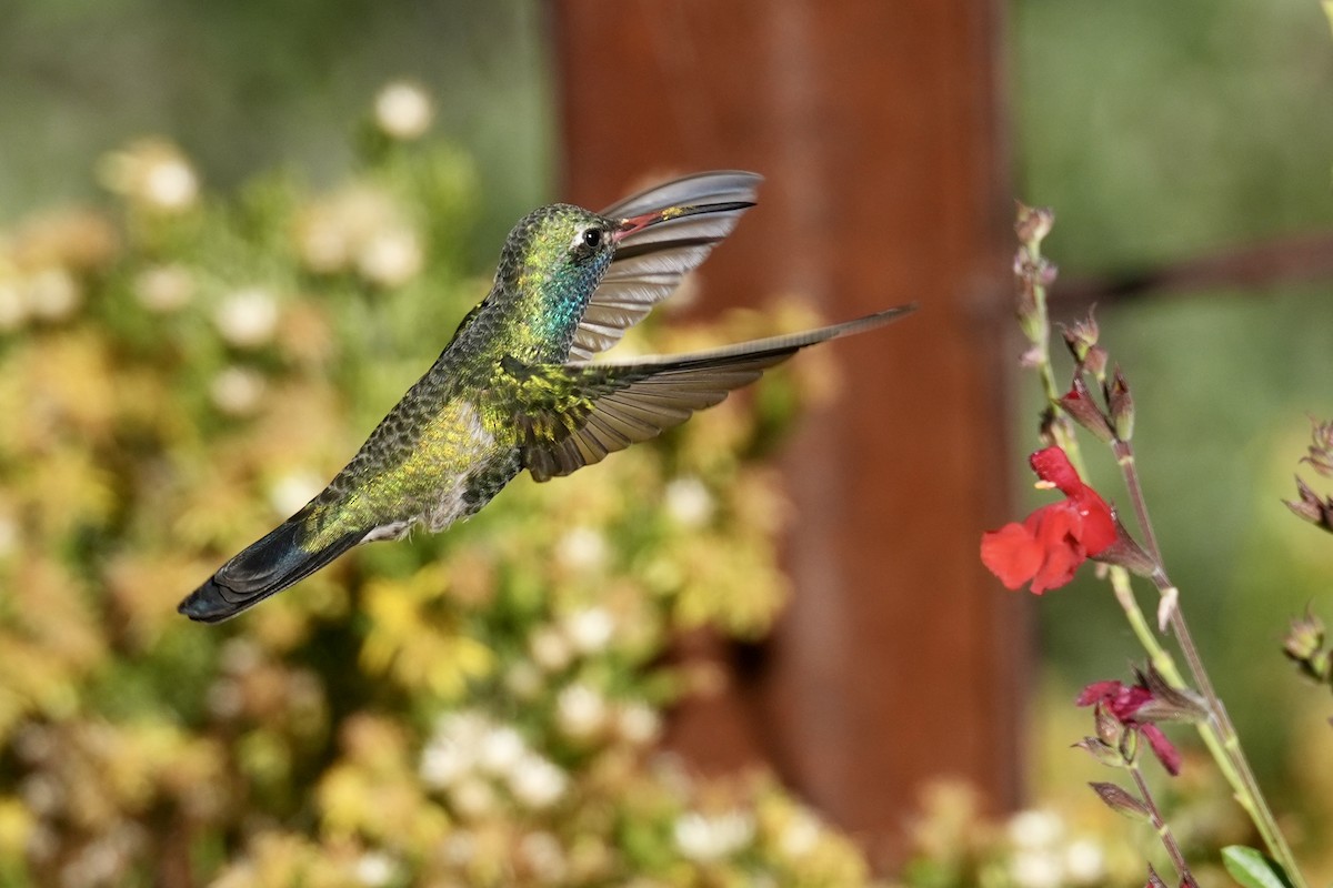 Broad-billed Hummingbird - ML644631421