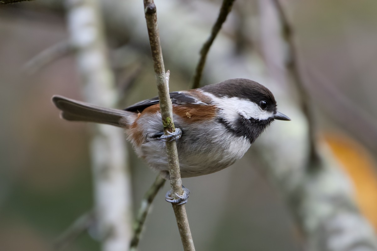 Chestnut-backed Chickadee - ML644631422
