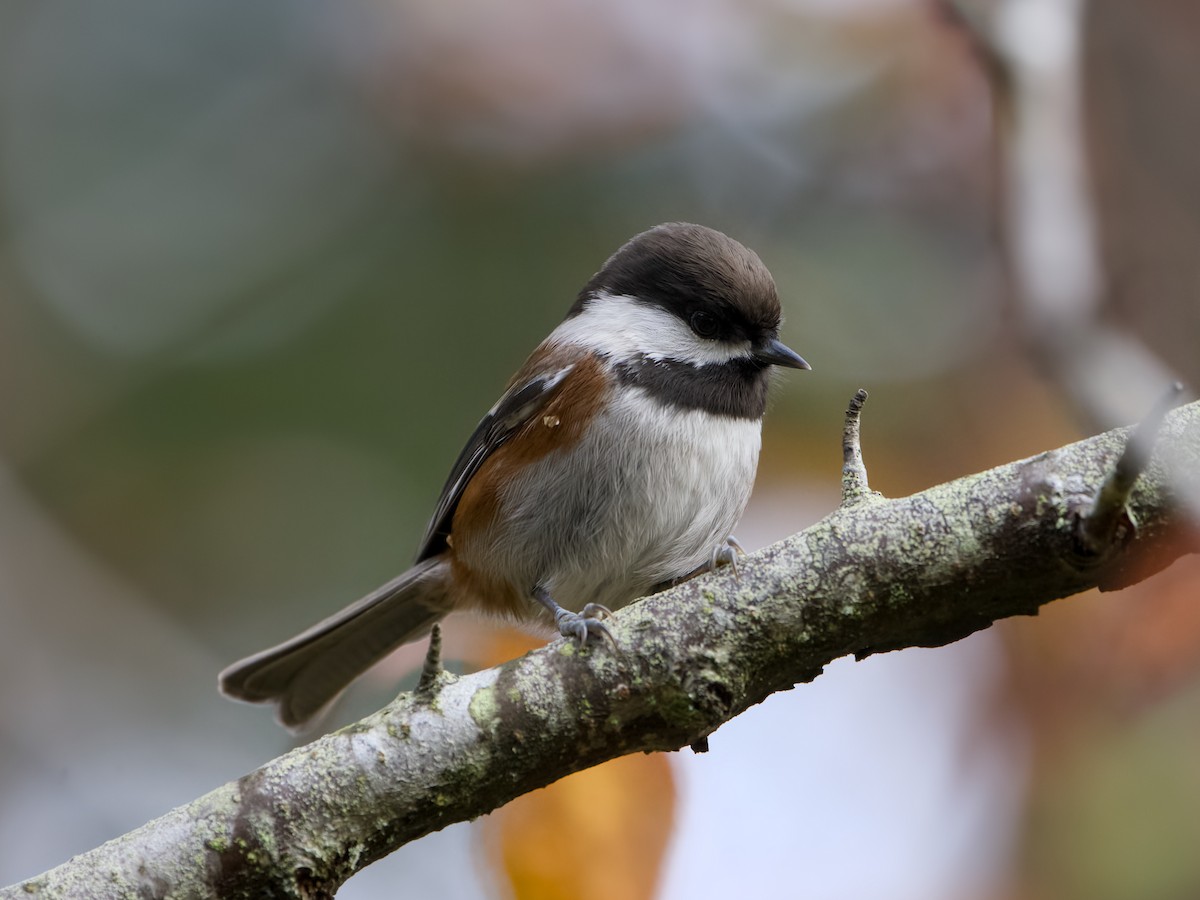 Chestnut-backed Chickadee - ML644631423