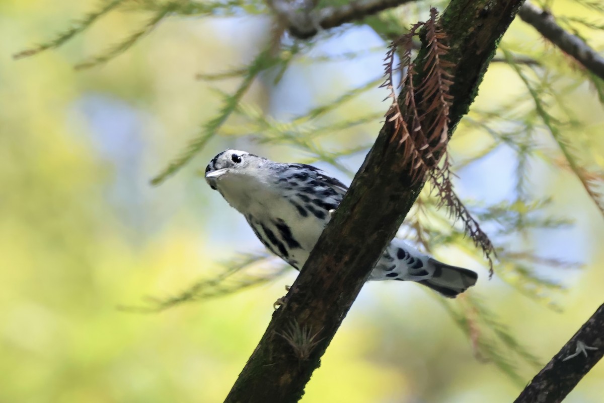 klatreparula - ML644631424