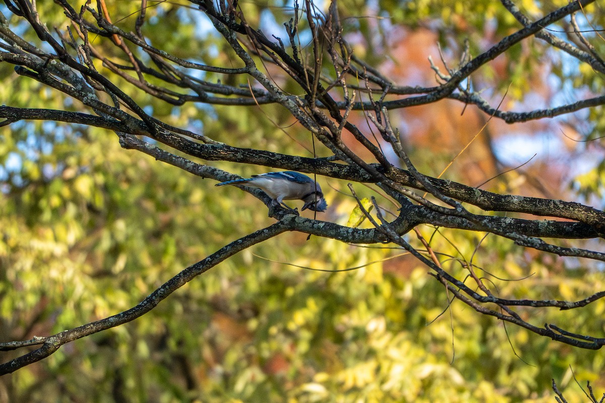 Geai bleu - ML644631425