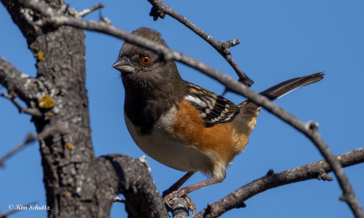 Spotted Towhee - ML644631432
